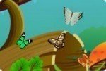 Colleziona farfalle Colleziona farfalle