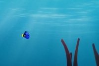 Dory sta ancora Nuotando Dory sta ancora Nuotando