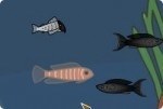 Pesce che cresce Pesce che cresce