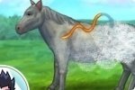 Prenditi cura del cavallo Prenditi cura del cavallo