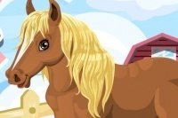 Teneri Pony Teneri Pony