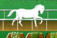 Horse Race Challenge