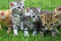Puzzle dei Gatti